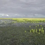 De Gouden Klok